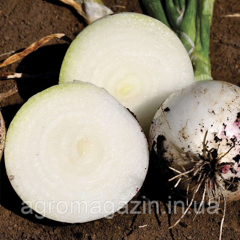 Цибуля Прімо Бланко F1 (250000нас.) біла