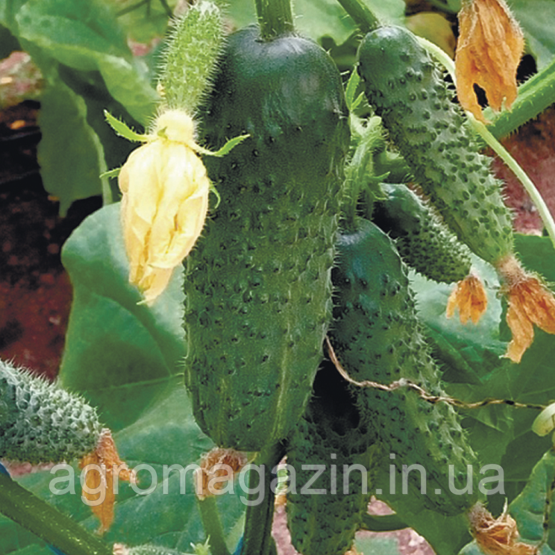 Огірок Коломбо GB 08 F1 (1000нас.)