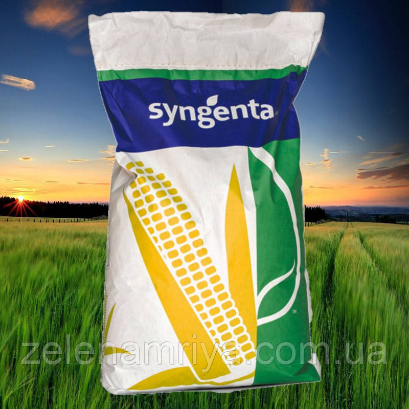 Насіння кукурудзи НК КОБАЛЬТ ( Syngenta ) ФАО: 320, фото 1