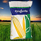 Насіння кукурудзи СІ АРІОСО ( Syngenta ) ФАО: 270