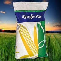 Семена кукурузы НК КОБАЛЬТ (Syngenta) ФАО: 320