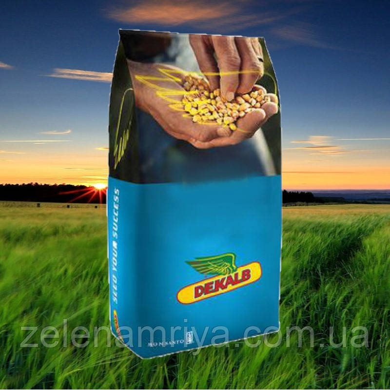 Насіння кукурудзи ДКС3151 (Dekalb) ФАО - 200