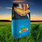 Насіння кукурудзи ДКС4490 (Dekalb) ФАО - 370
