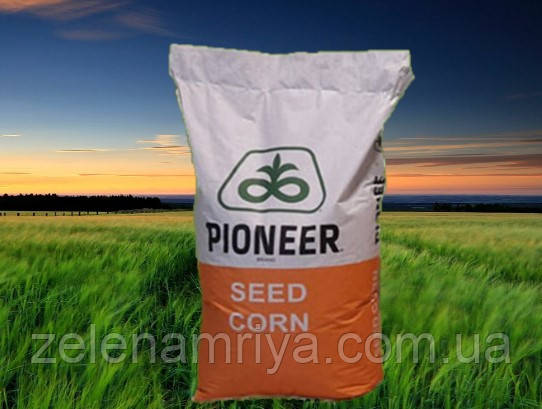 Насіння кукурудзи П7515 ФАО : 240, фото 1