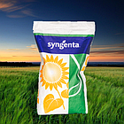 Насіння соняшнику САЙБЕРІК HTS ( Syngenta )