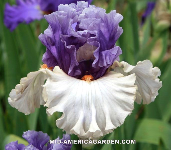 Ірис Gay Romance (Black 2020) (сажінки), фото 1