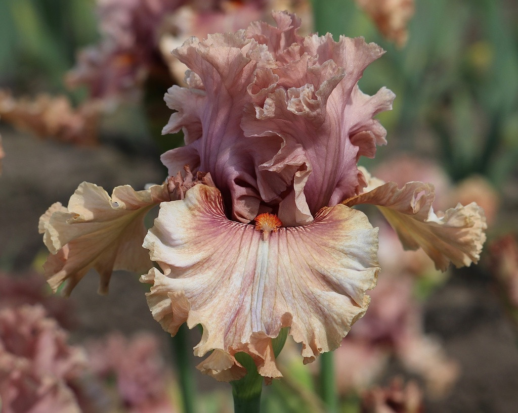 Ірис Beachy Queen (Johnson 2021) (сажінки), фото 1