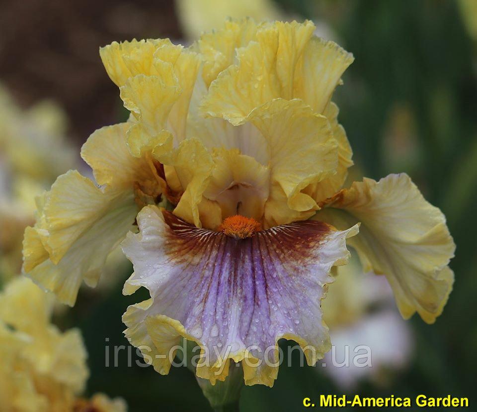 Ірис Flamingo Torch Фламінго Торч (Johnson 2020) (садженци0, фото 1