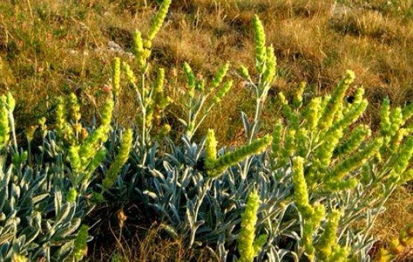 Лимонник кримський, железница кримська, гойник, 10 кг - PL, фото 3