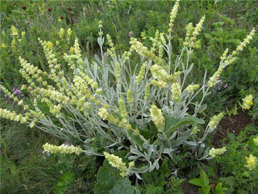 Лимонник кримський, железница кримська, гойник, 10 кг - PL, фото 2