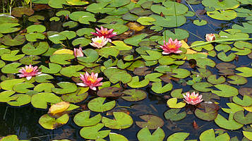 Нимфея "Индиана"- Nymphaea "Indiana" (третя ц.р.)