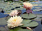 Німфея "Блашинг Брайт" — Nymphaea "Blushing Bride", фото 2