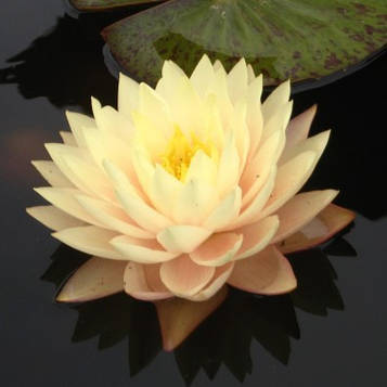 Німфея "Блашинг Брайт" — Nymphaea "Blushing Bride"