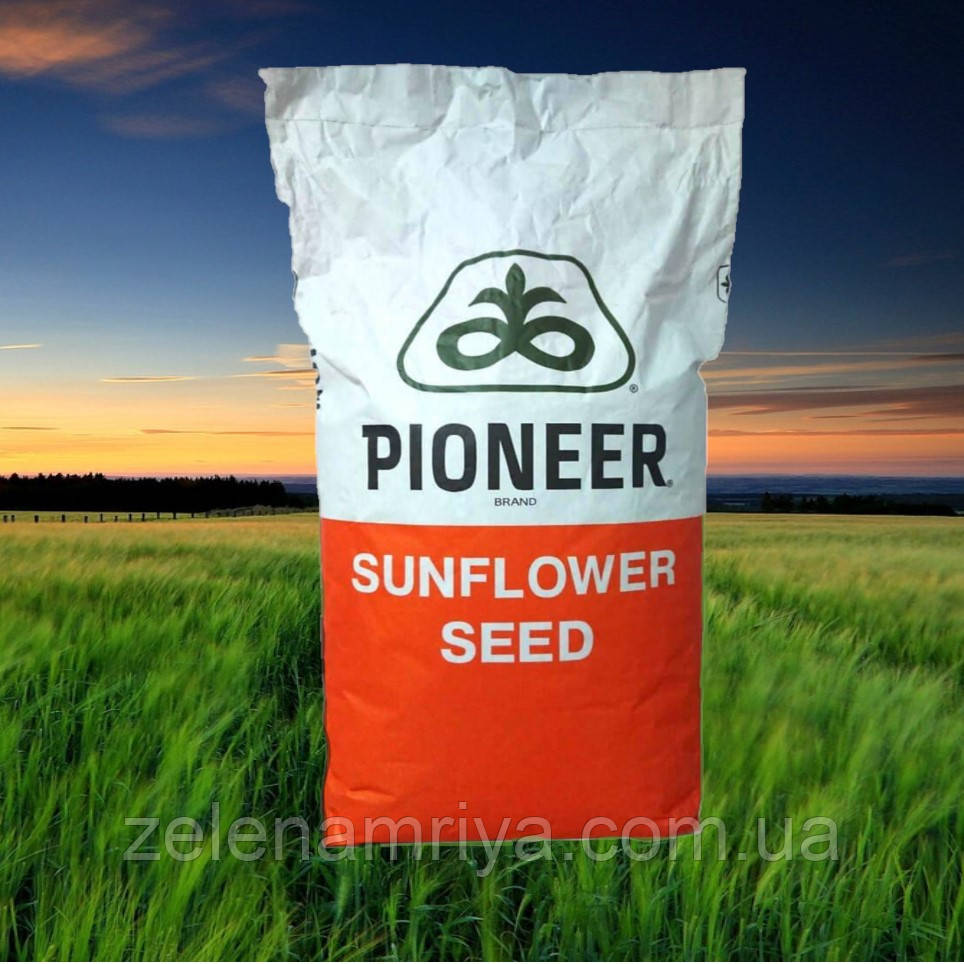 Насіння соняшнику   П63ЛЕ113  ( під Гранстар ), фото 1