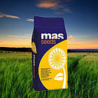 Насіння соняшника JULIUS ( MAS Seeds )