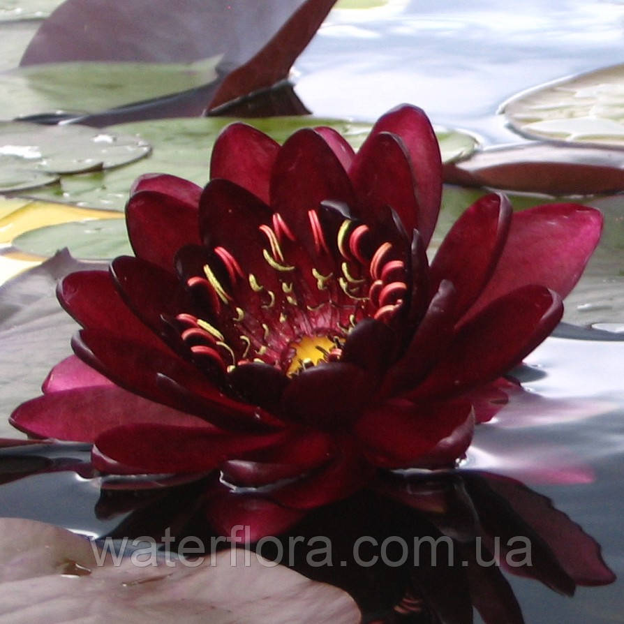 Німфея "Блек Принцес" — Nymphaea "Black Princess", фото 1