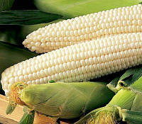 Семена Кукурузы 0,5 кг сорт Белая королева