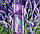 Жіноча туалетна вода Elizabeth Arden Green Tea Lavender 100ml, фото 4