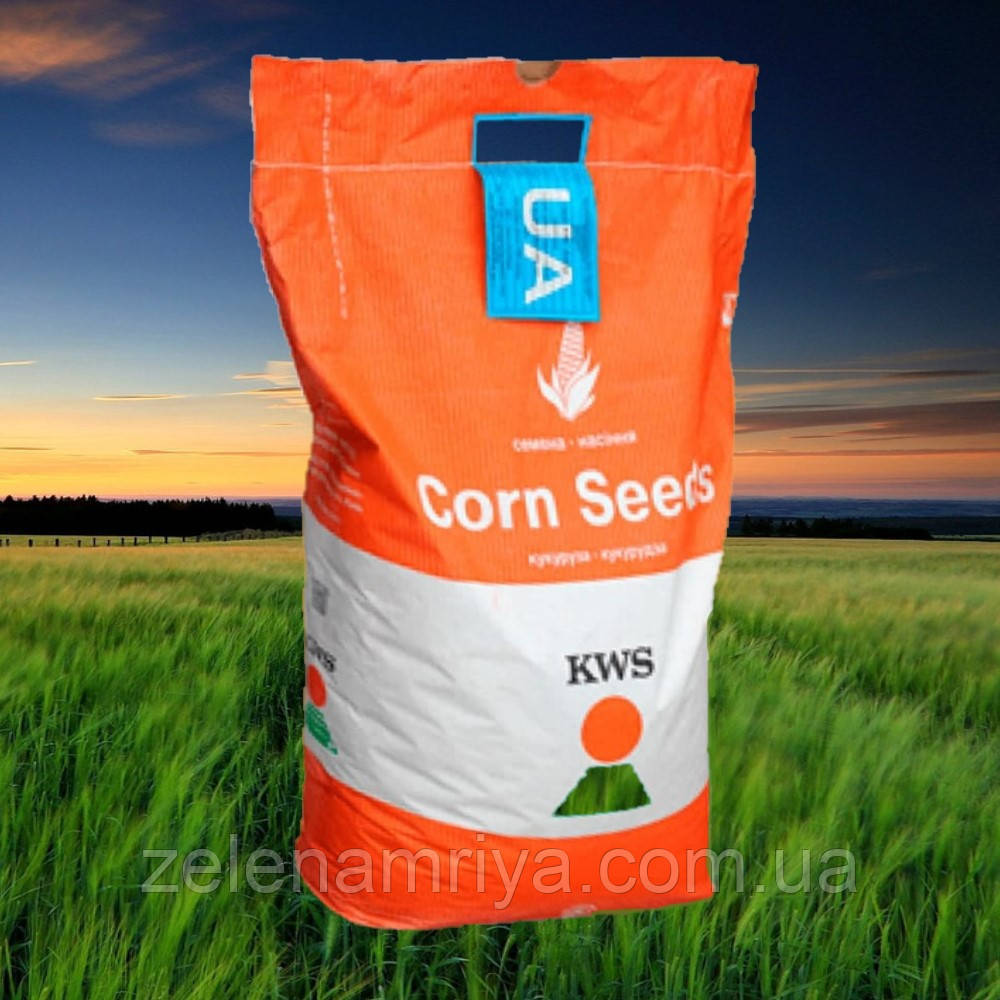 Насіння кукурудзи БІГБІТ ( KWS ) ФАО - 290, фото 1