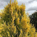 Саджанці туй Єллоу Ріббон в контейнерах Thuja occidentalis Yellow Ribbon, фото 3