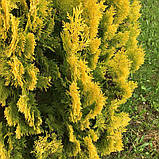 Саджанці туй Єллоу Ріббон в контейнерах Thuja occidentalis Yellow Ribbon, фото 4