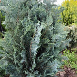Кипарисовик Лавсона Колумнаріс саджанці в контейнері Chamaecyparis Lawsoniana Columnaris, фото 4