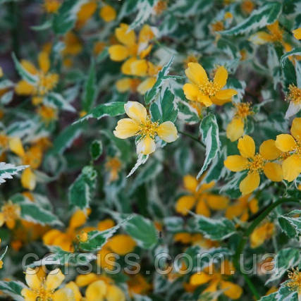 Керрія японська Picta, Kerria japonica Picta, фото 1