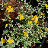 Керрія японська Picta, Kerria japonica Picta, фото 3