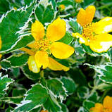 Керрія японська Picta, Kerria japonica Picta, фото 2