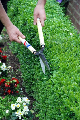 Садові ножиці для живоплоту Okatsune KST217, фото 2