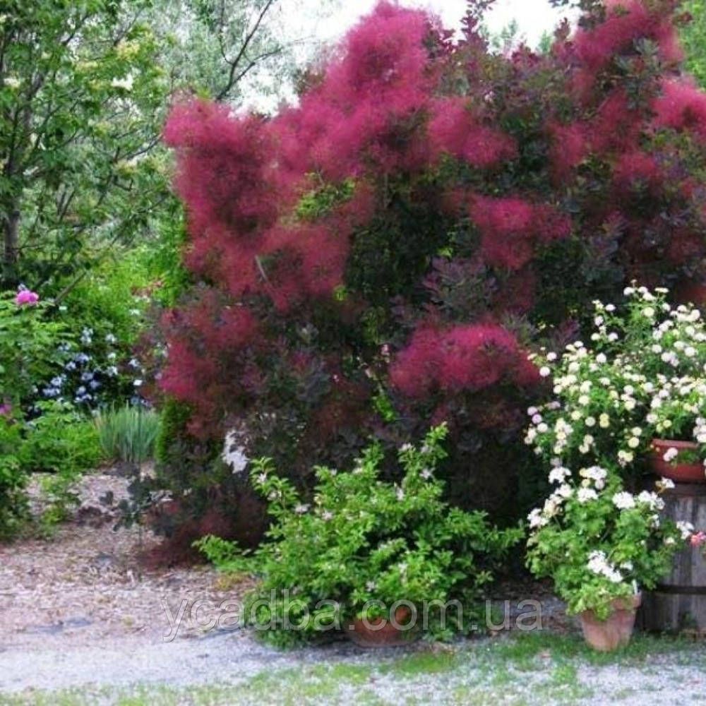 Скумпія шкіряна Роял Пурпул (горшик 0,5л), фото 1