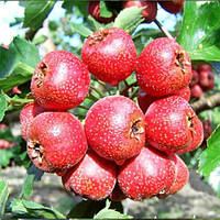 Саджанці глоду "Китайський" великоплідний безколючковий