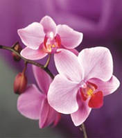 Алмазная мозаика Phalaenopsis Sacramento 30*40см без рамки 40*8*5см (H8274)