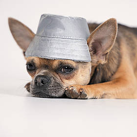 Зимова шапка для собак PetFashion PARTY розмір M, модель унісекс
