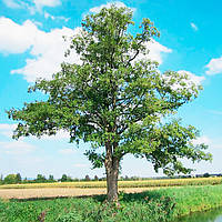 Саджанці вільхи сірої (Alnus)