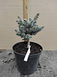 Ялина колюча Біалобок (Picea pungens Bialobok), фото 2