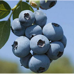 Саджанці чорниця садова Бриджита Блю