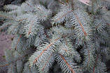 Ялина колюча Єдіт (Picea pungens Edith), фото 3
