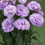 Corelli 2 Lavender, фото 3