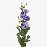 Corelli 2 Lavender, фото 2