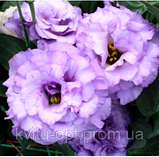 Corelli 2 Lavender, фото 4