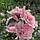 Саджанці гібіскусу "Pink Chiffon" (Пінк Шифон), фото 2