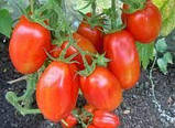 Насіння Томату Новачок червоний (0,25) TM GL Seeds, фото 3