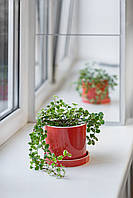 Керамический горшок для растений Mini Plant 9х11,5см Цилиндр Красный