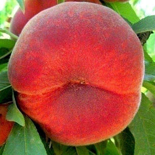 Саджанці персика сорт Теміра, підщепа сіянець мигдалю, фото 1