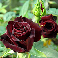 Троянда чайно-гібридна Black Bacra