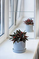Керамический горшок для растений Mini Plant 9х11,5см Цилиндр Серый