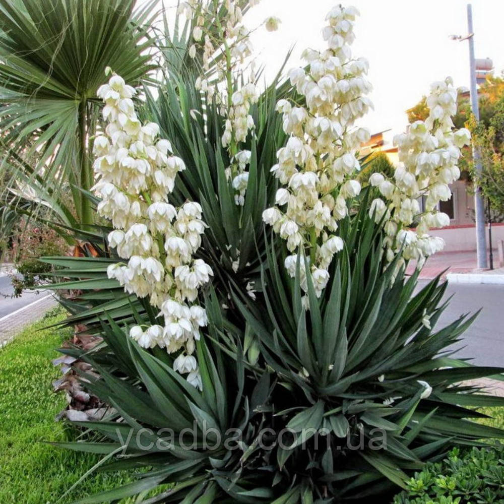 Юка Нитчаста Садова (горщик 1л), фото 1
