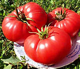 Насіння Томату Ведмежа лапа (0.1г), For Hobby, TM GL Seeds, фото 3