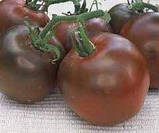 Насіння Томату Чорний принц (0.1г), For Hobby, TM GL Seeds, фото 3